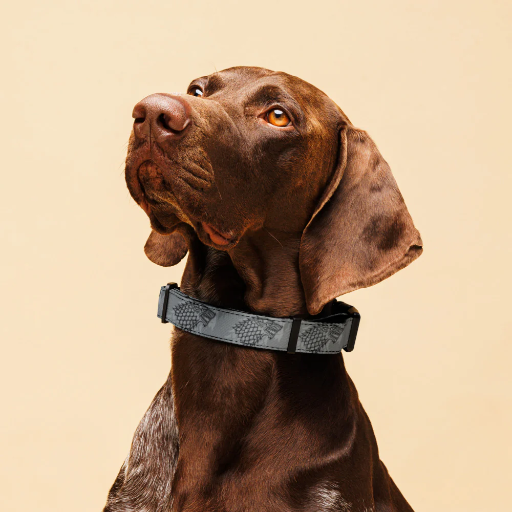 Game of Thrones House Stark Pet Collar - Image 4
