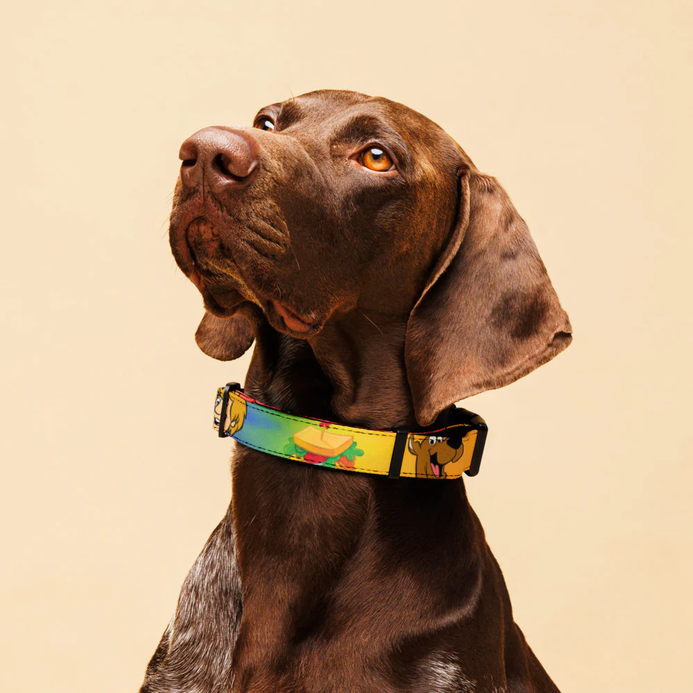 Scooby-Doo! Snacking Buddies Pet Collar - Image 4